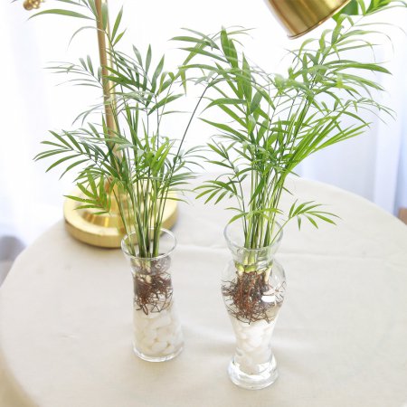  수경 재배 테이블야자 공기정화식물 A타입