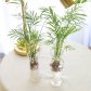수경 재배 테이블야자 공기정화식물 A타입
