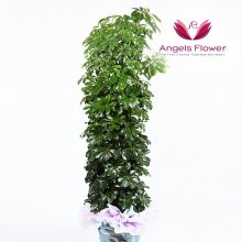 [엔젤스플라워] 홍콩야자 대형 관엽식물 공기정화 꽃배달