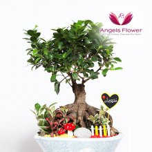 [엔젤스플라워] 인삼팬다 일반형 관엽식물 공기정화 꽃배달