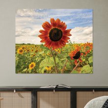 장식 꽃 매장 해바라기 그림(50x60cm)
