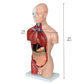 아나토미코리아 상반신 해부모형 AK-202A 13파트 42cm 1/2사이즈 