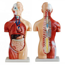 아나토미코리아 상반신 해부모형 AK-202A 13파트 42cm 1/2사이즈