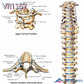 3B 척추차트 VR1152 Spinal Column 척추질병 병원액자_액자추가