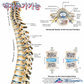 3B 척추차트 VR1152 Spinal Column 척추질병 병원액자_액자추가