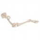 3B Scientific 인체모형 다리골격모형 A36 관골포함 다리골격