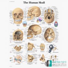 3B Scientific 두개골 인체해부차트 VR1131 The Human Skull 두개골구조 병원액자_액자추가