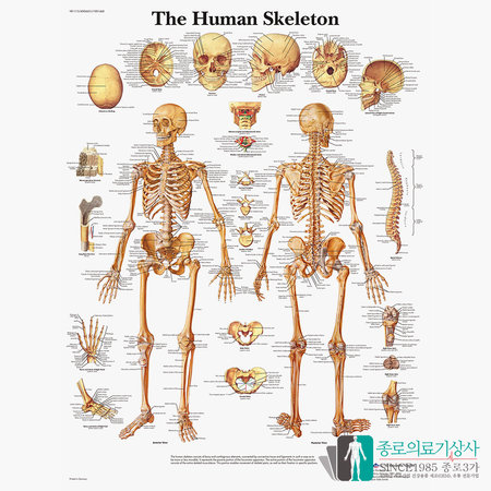 3B Scientific 전신골격 인체해부차트 VR1113 골격구조_액자추가