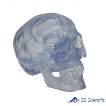 3B Scientific 인체모형 두개골모형 A20/T 투명 3분리
