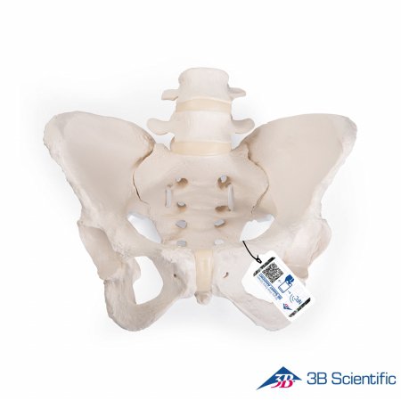3B Scientific 인체모형 골반모형 A61/1 유연한 여성골반골격