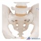 3B Scientific 인체모형 골반모형 A60 남성골반골격
