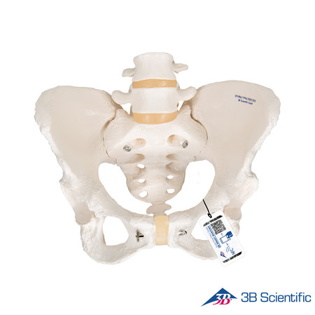 3B Scientific 인체모형 골반모형 A61 여성골반골격