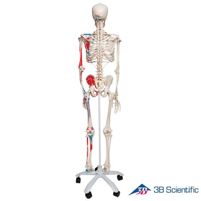3B Scientific 인체모형 근육체색 전신골격모형 A11 골반스탠드