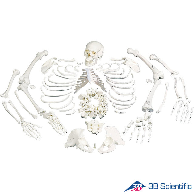 3B Scientific 인체모형 분리형 전신골격모형 A05/1
