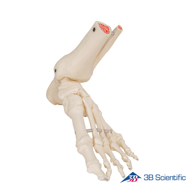 3B Scientific 인체모형 발골격모형 A31/1 발목포함 Loose Elastic