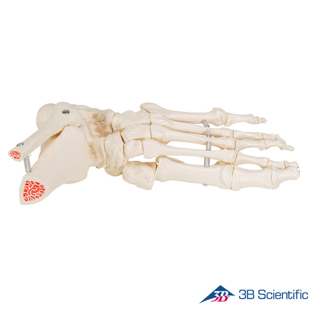 3B Scientific 인체모형 발골격모형 A31/1 발목포함 Loose Elastic