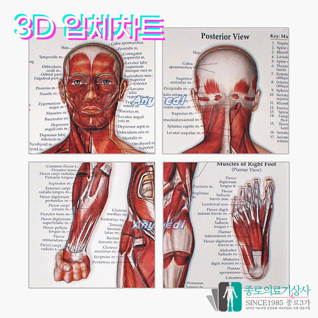 인체해부도 3D차트 병원액자 9960 간 해부도 간의 구조 54X74cm_액자있음