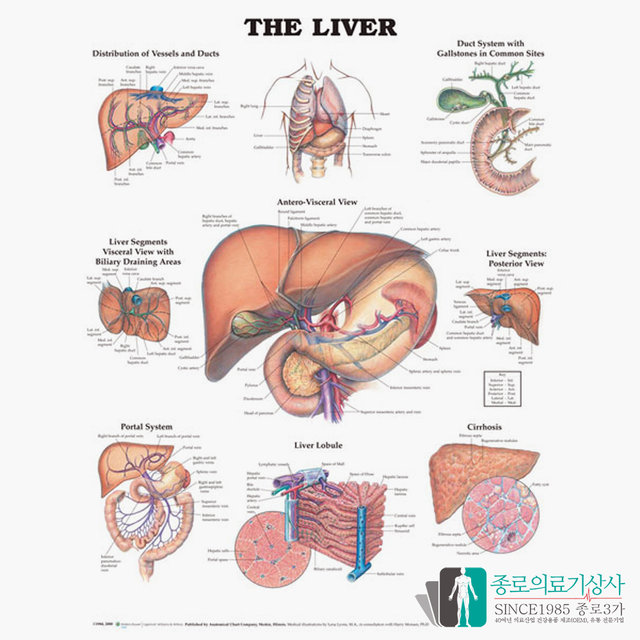 인체해부도 3D차트 병원액자 9960 간 해부도 간의 구조 54X74cm_액자없음