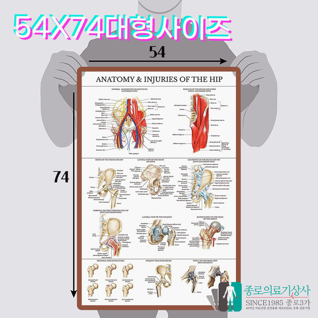 인체해부도 3D차트 병원액자 9863 비뇨기과 남성 전립선 54X74cm_액자추가