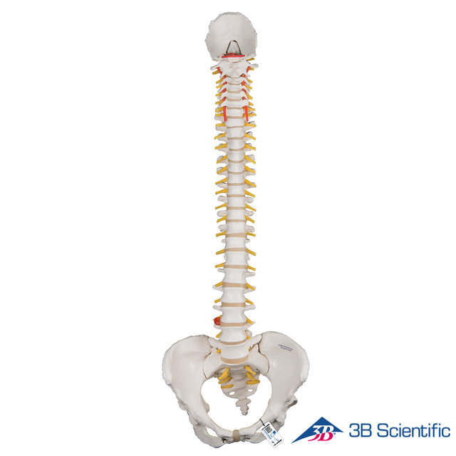 3B Scientific 인체모형 척추모형 A58/4 여성골반_스텐드없음