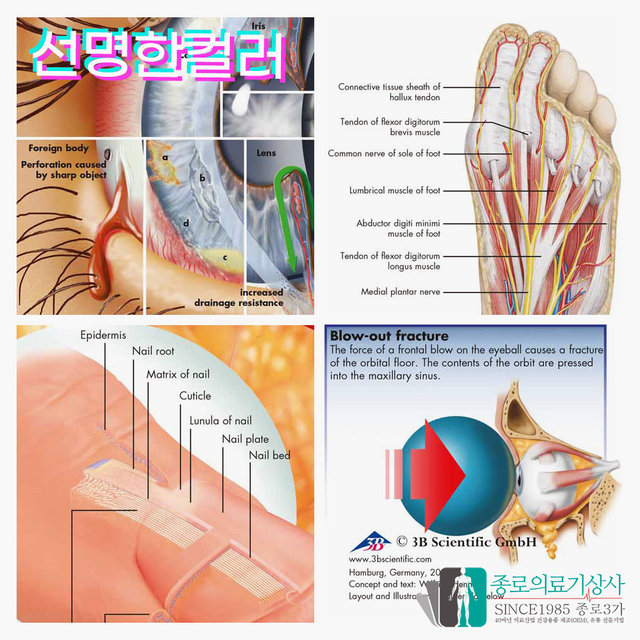 3B Scientific 두개골 인체해부차트 VR1131 The Human Skull 두개골구조 병원액자_액자없음