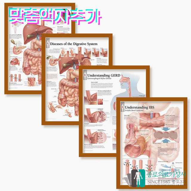 3B Scientific 두개골 인체해부차트 VR1131 The Human Skull 두개골구조 병원액자_액자없음