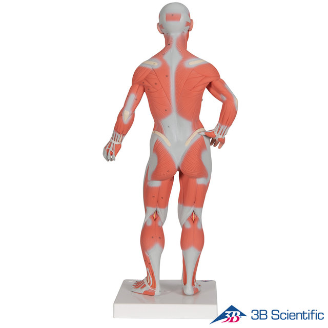 3B Scientific 1/4 축소사이즈 전신근육모형 B59 책상용 근육모형