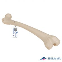 3B Scientific 인체모형 다리골격모형 A35/1 대퇴골 Femur