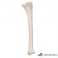 3B Scientific 인체모형 다리골격모형 A35/3 경골 Tibia