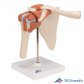 3B Scientific 인체모형 A80/1 고급형 어깨관절모형 견관절 관절과 인대