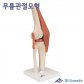 3B Scientific 인체모형 A82/1 고급형 슬관절모형 유연한 무릎관절과 인대