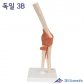 3B Scientific 인체모형 A83/1 고급형 팔꿈치모형 유연한 팔꿈치관절과 인대