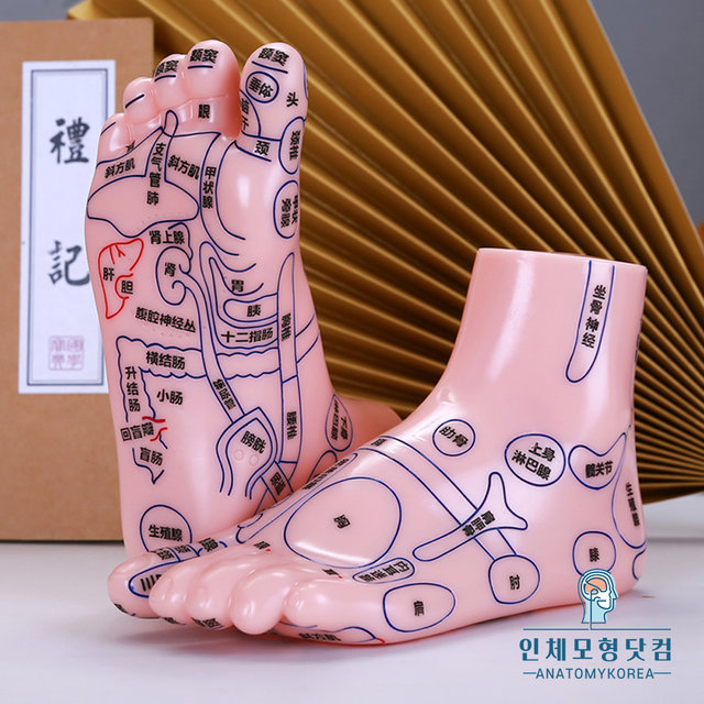 족부경혈점표시 발반사구 18cm 발모형 왼쪽 오른쪽 선택