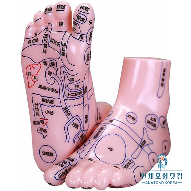 족부경혈점표시 발반사구 18cm 발모형 왼쪽 오른쪽 선택