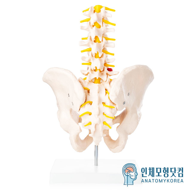 인체모형닷컴 움직이는 요추포함 골반모형 요추골반관절모형 AK115 남성골반