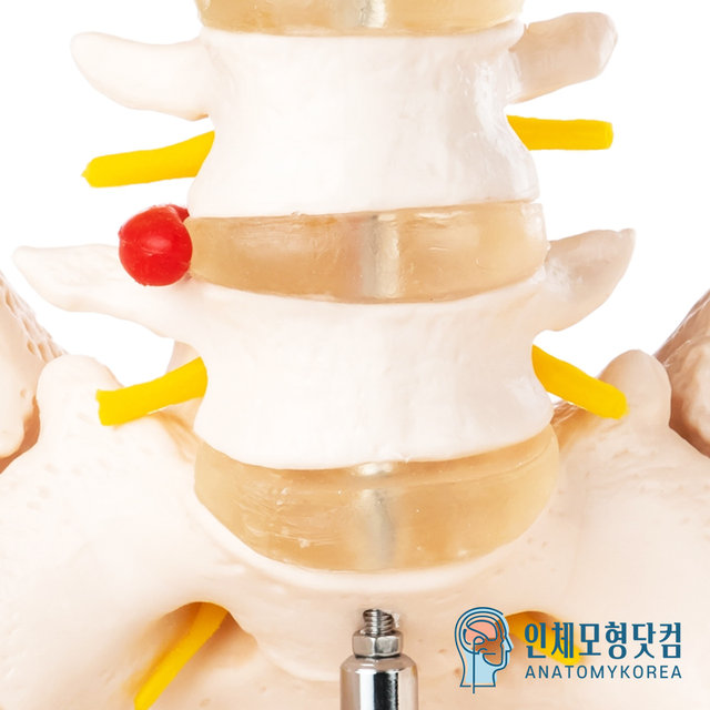 인체모형닷컴 움직이는 요추포함 골반모형 요추골반관절모형 AK115 남성골반