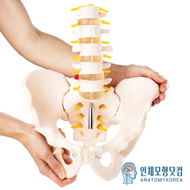 인체모형닷컴 움직이는 요추포함 골반모형 요추골반관절모형 AK115 남성골반